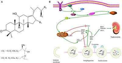 Alisol A 24-Acetate and Alisol B 23-Acetate Induced Autophagy Mediates Apoptosis and Nephrotoxicity in Human Renal Proximal Tubular Cells